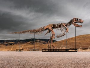Record-Breaking Sale in the Collectibles Market: T. rex Skeleton Sells for $50.1 Million